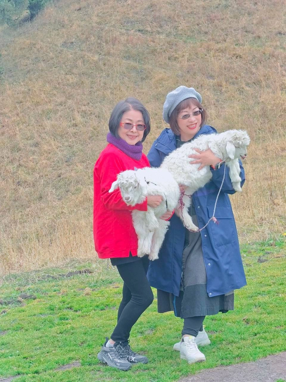 🐑 農牧體驗 · 可愛小羊
